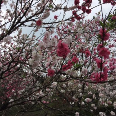 桜だより（旧早日渡駅）