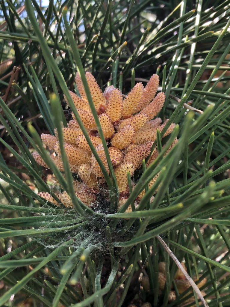 まつぼっくりの赤ちゃん | FMのべおか 88.6MHz