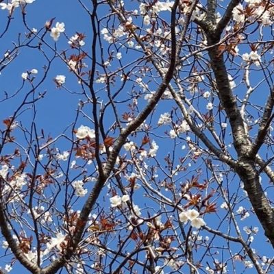 桜だよりお待ちしています。