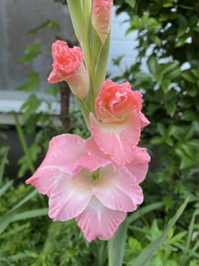 渕上小百合