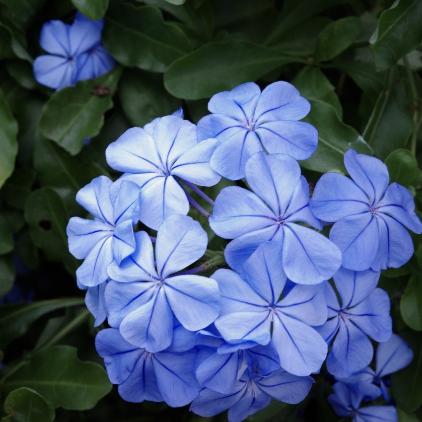 今週の1枚 青い花 木曜日のランチnamban Fmのべおか 延岡市