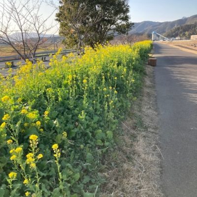 菜の花～五ヶ瀬川堤防