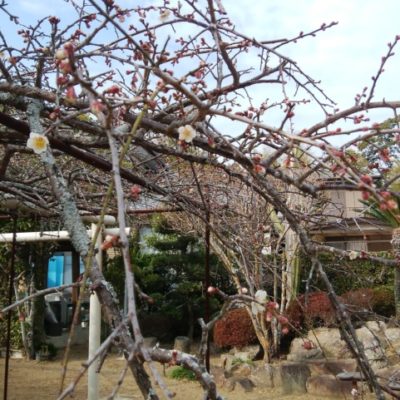 本東寺の慧日梅　3日撮影