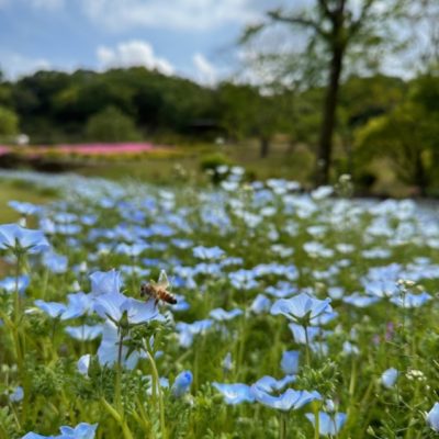 延岡植物園