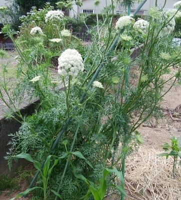 おめざめinサタデー～ニンジンの花～