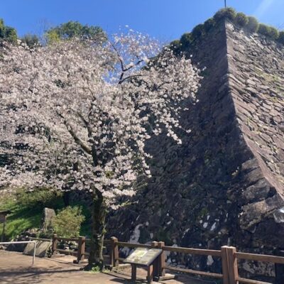 城山公園　3/29