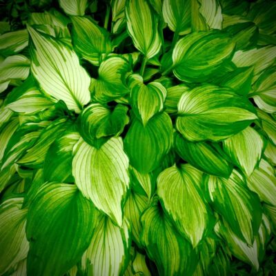 今週の1枚「green」 ～ 木曜日のランチNAMBAN