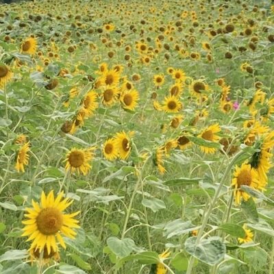 暑中お見舞い申し上げます♪