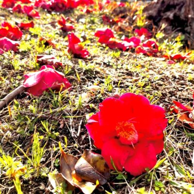 今週の1枚「落花」～ 木曜日のランチNAMBAN