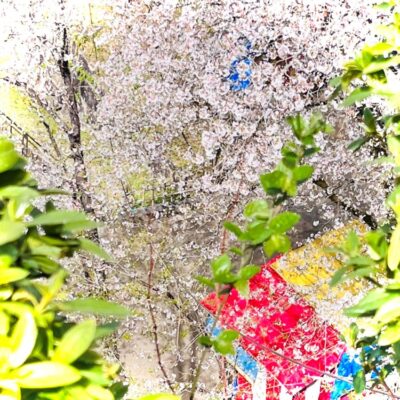 今週の1枚「春・ハル」～ 木曜日のランチNAMBAN