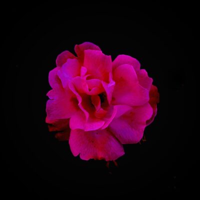今週の1枚「薔薇」～ 木曜日のランチNAMBAN