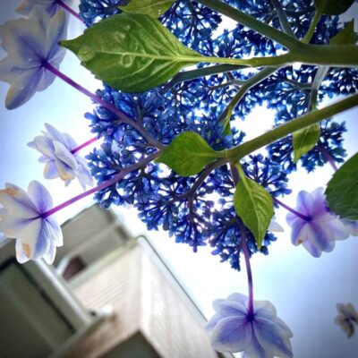 今週の1枚「紫陽花を見上げる」～ 木曜日のランチNAMBAN