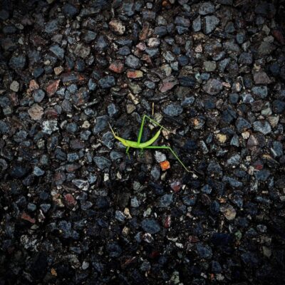 今週の1枚「バッタ」～ 木曜日のランチNAMBAN