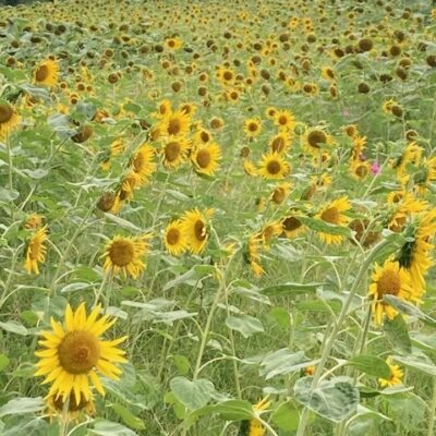 熱中症にご注意！FMのべおか番組案内