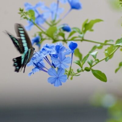 今週の1枚「蝶」～ 木曜日のランチNAMBAN