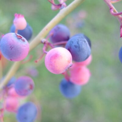 今週の1枚「藍苺」～ 木曜日のランチNAMBAN