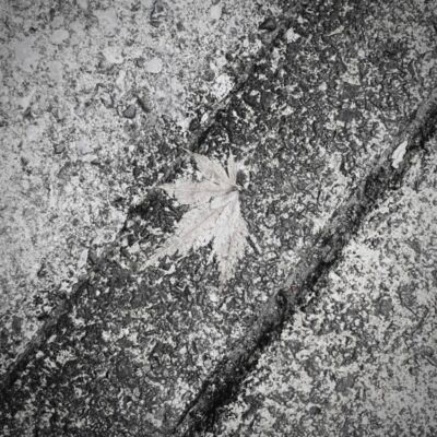 今週の1枚「おち葉」～ 木曜日のランチNAMBAN