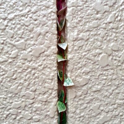 今週の1枚「恥ずかしがり屋 」～ 木曜日のランチNAMBAN