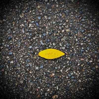今週の1枚「秋、1枚」～ 木曜日のランチNAMBAN
