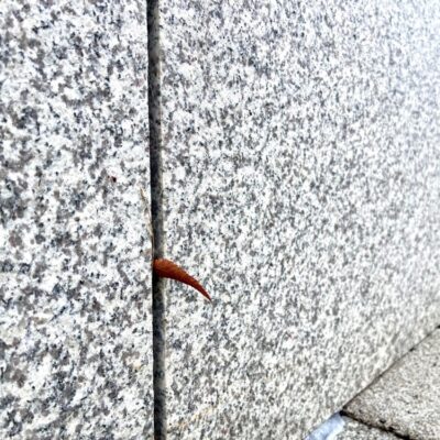 今週の1枚「 落葉」～ 木曜日のランチNAMBAN