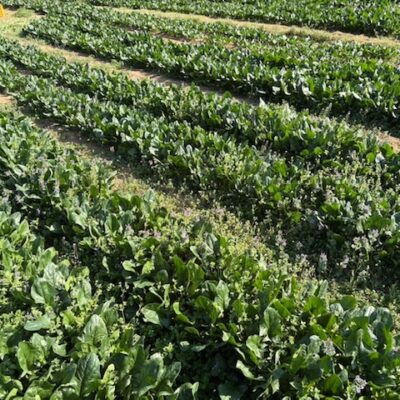 10日オンエア♪ひなたビールでオーガニックライフ