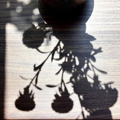今週の1枚「花影」～ 木曜日のランチNAMBAN