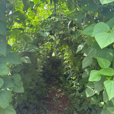 12日オンエア♪ひなたビールでオーガニックライフ
