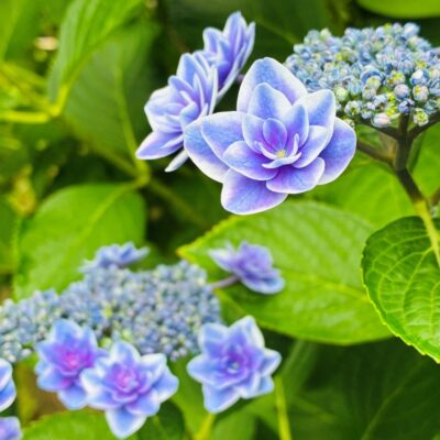 今週の1枚「あじさい」～ 木曜日のランチNAMBAN
