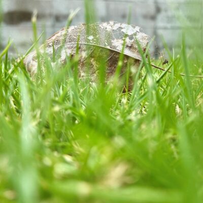 今週の1枚「秋、一葉」～ 木曜日のランチNAMBAN